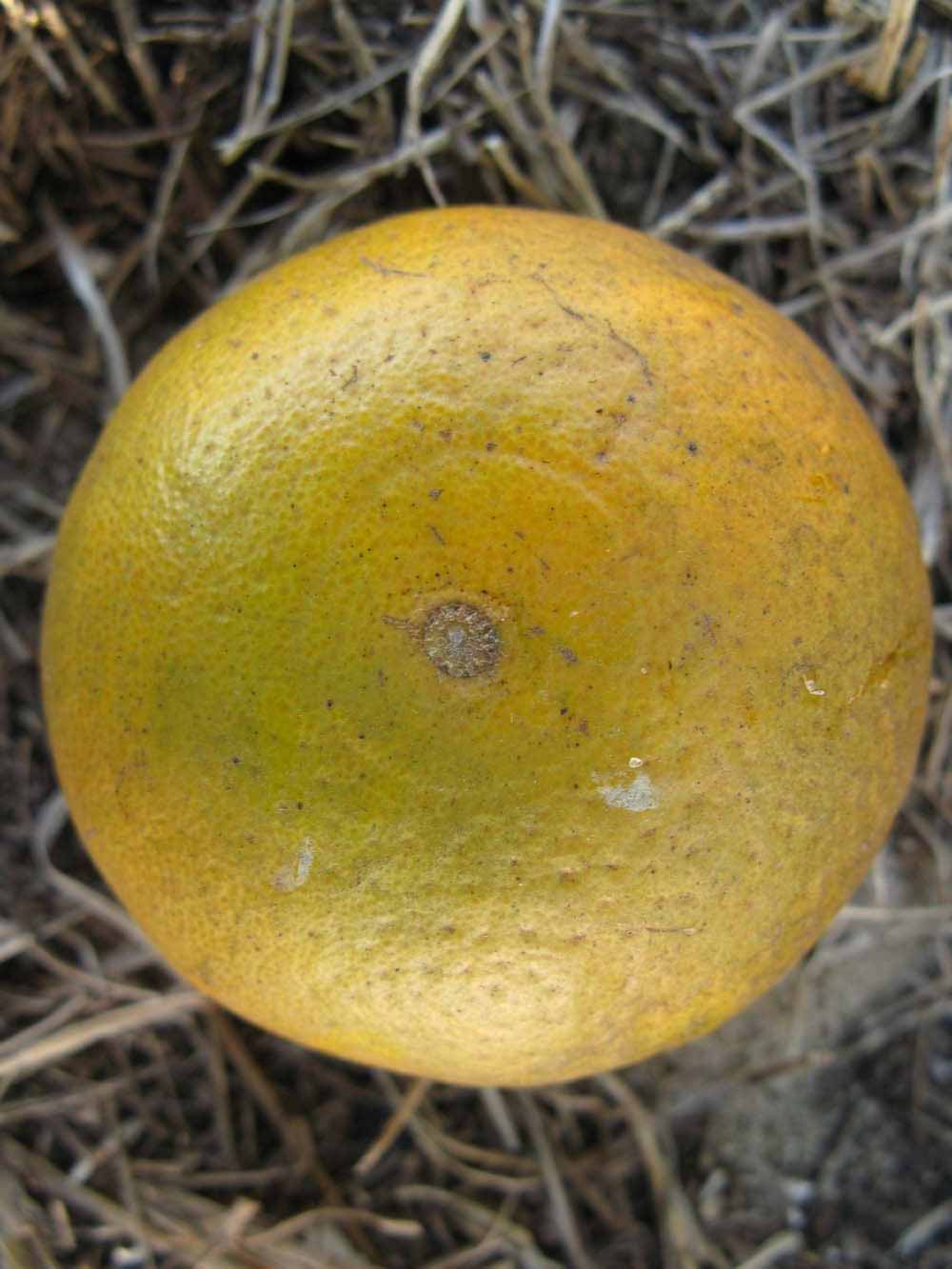              Fruit (Winter Haven, FL)       